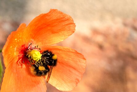 Garden bumblebee bombus hortorum insect