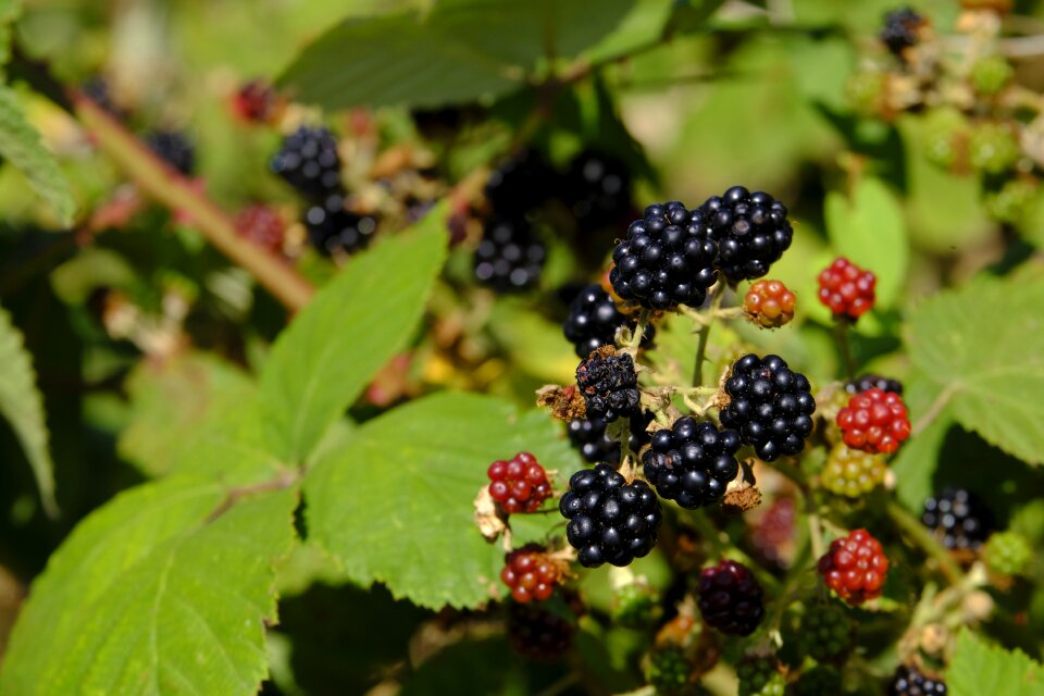 Fruit soft fruit bush