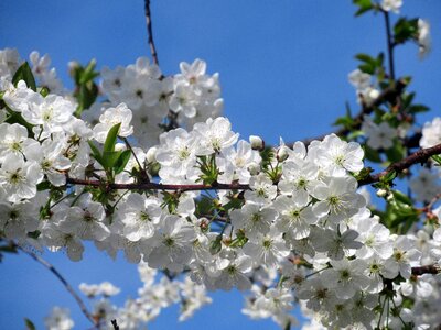 Sour cherry branch plant