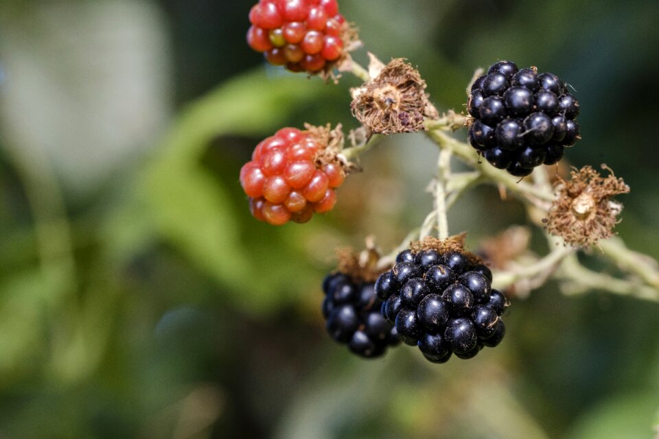 Fruit soft fruit bush