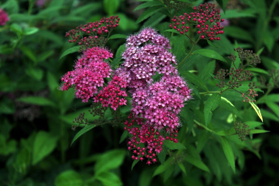 Plants behold purple