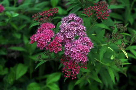 Plants behold purple