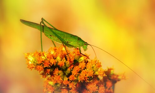 Antennae animals nature