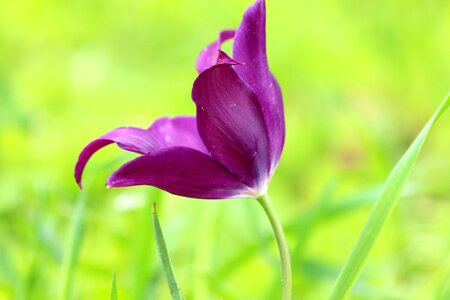 Nature purple tulip beautiful flower photo