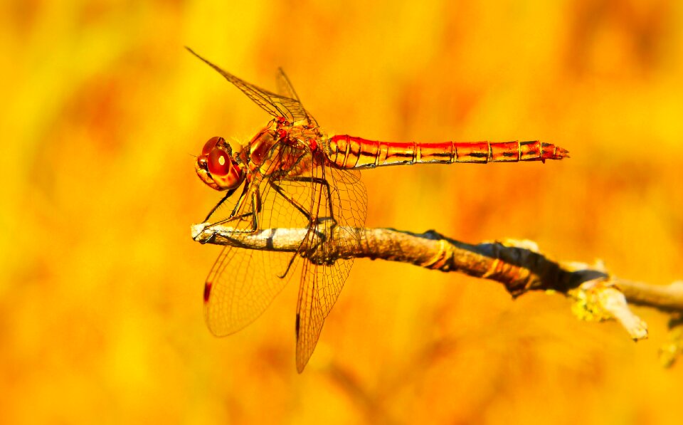 Dragonflies różnoskrzydłe animals nature
