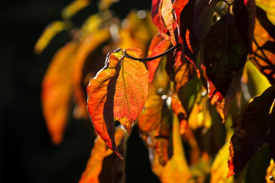 Colored autumn forest