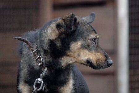 Stand by sorrow animals