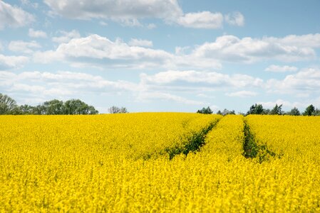 Arable field of rapeseeds blossom photo