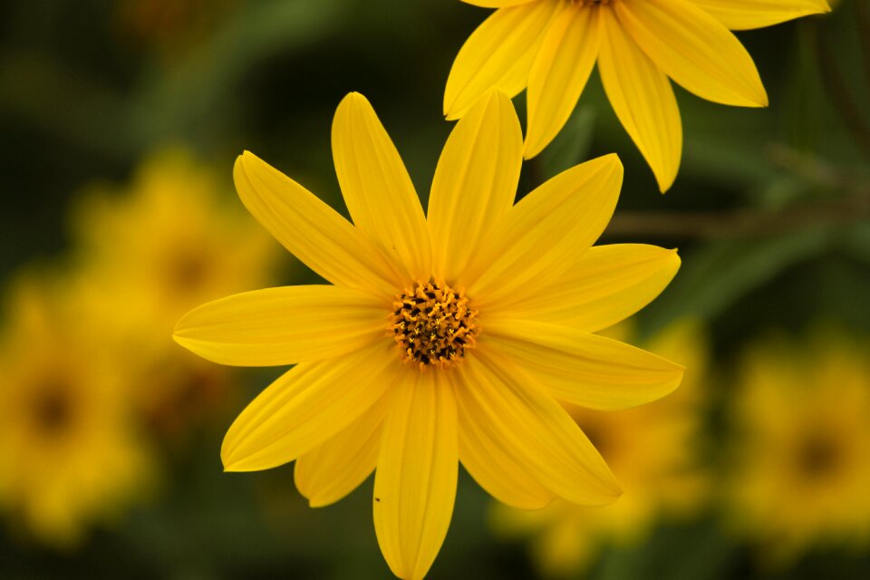 Shrub flower plant