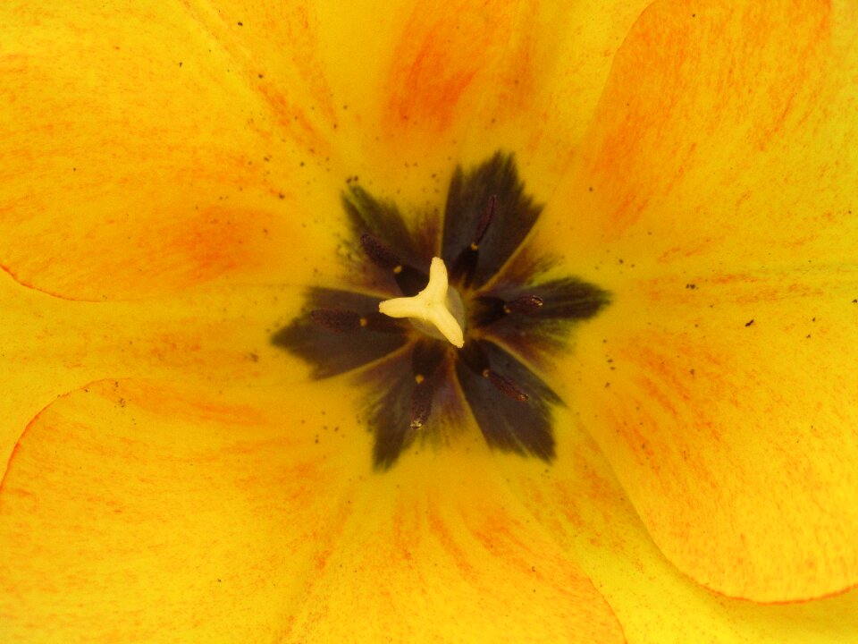Spring tulip Free photos