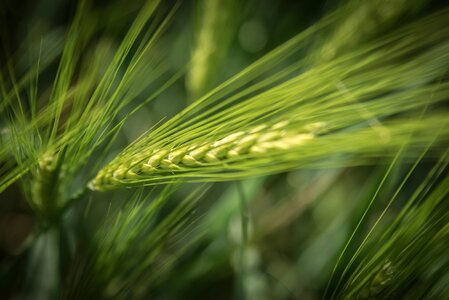 Barley field cornfield field photo