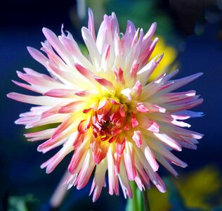 Flower dahlia garden bloom