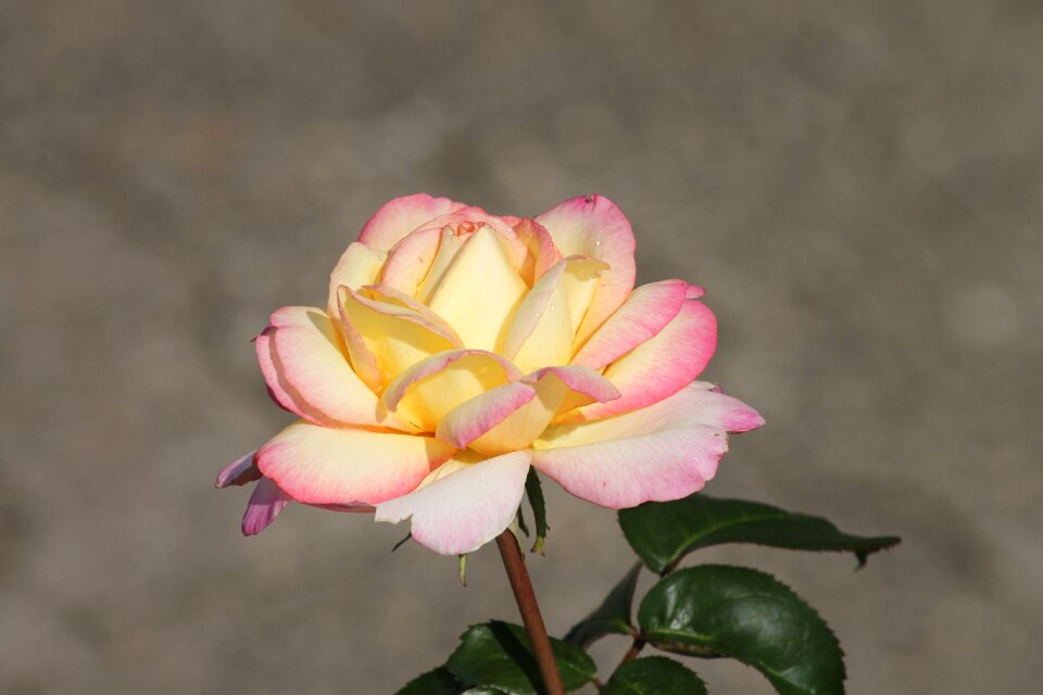 Yellow tender rose bloom