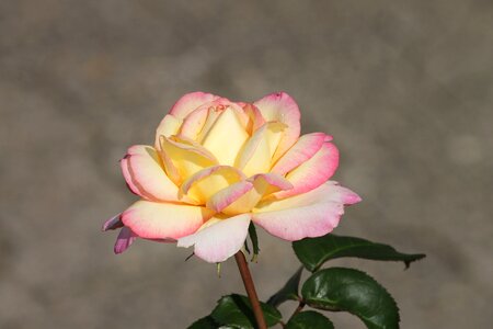 Yellow tender rose bloom photo