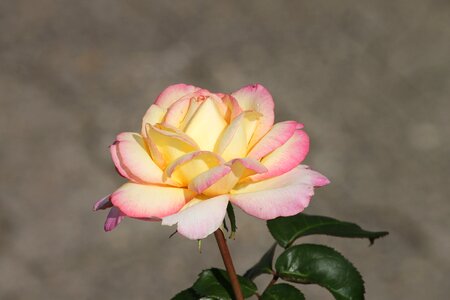 Yellow tender rose bloom