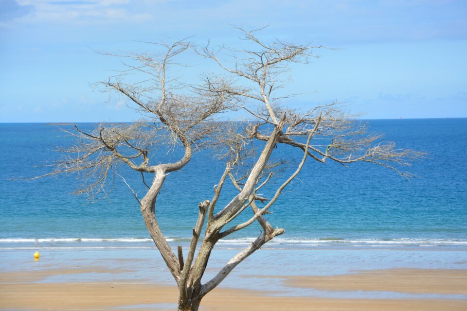 Tree trunk nature landscape