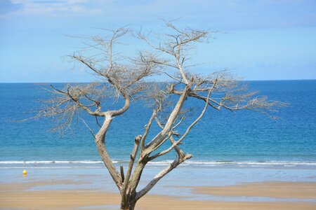 Tree trunk nature landscape