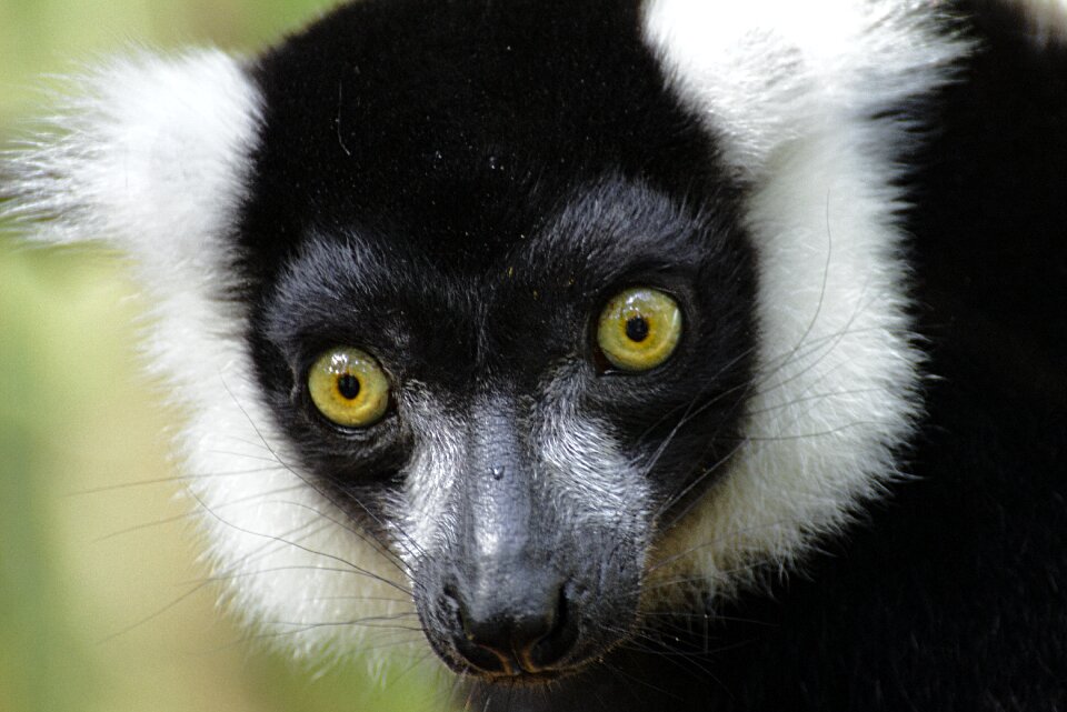 Monkeyland primate santuary