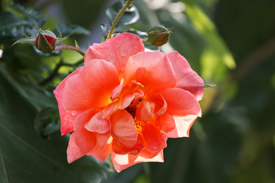 Light tender rose bloom