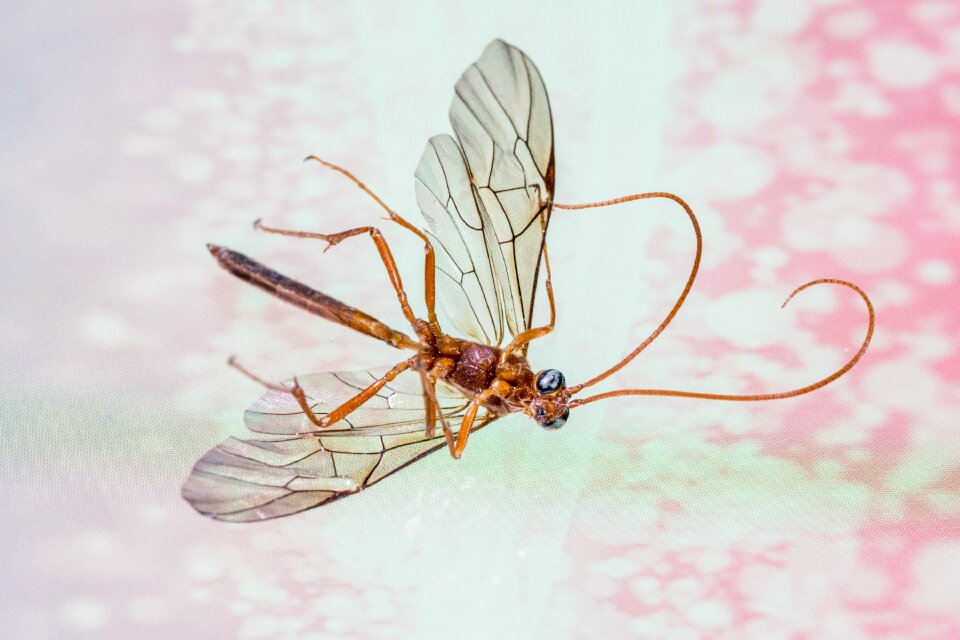 Insects die fly close up