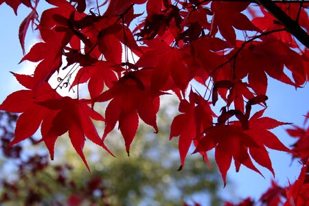 Autumn autumn color reds photo