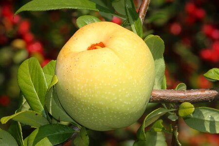 Fruit ornamental fruit ornamental tree