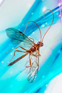 Insects die fly close up