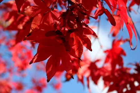 Autumn autumn color reds photo