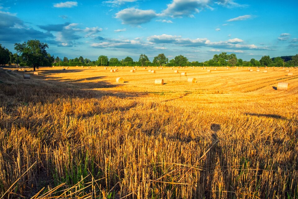 Stubble field agriculture
