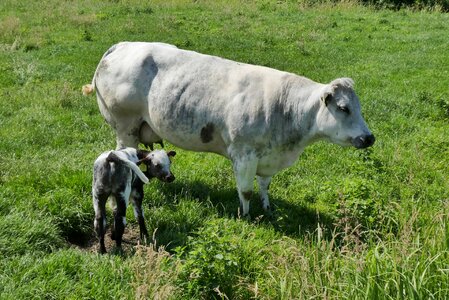 Pasture cows grass