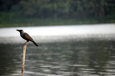 Raven black feather