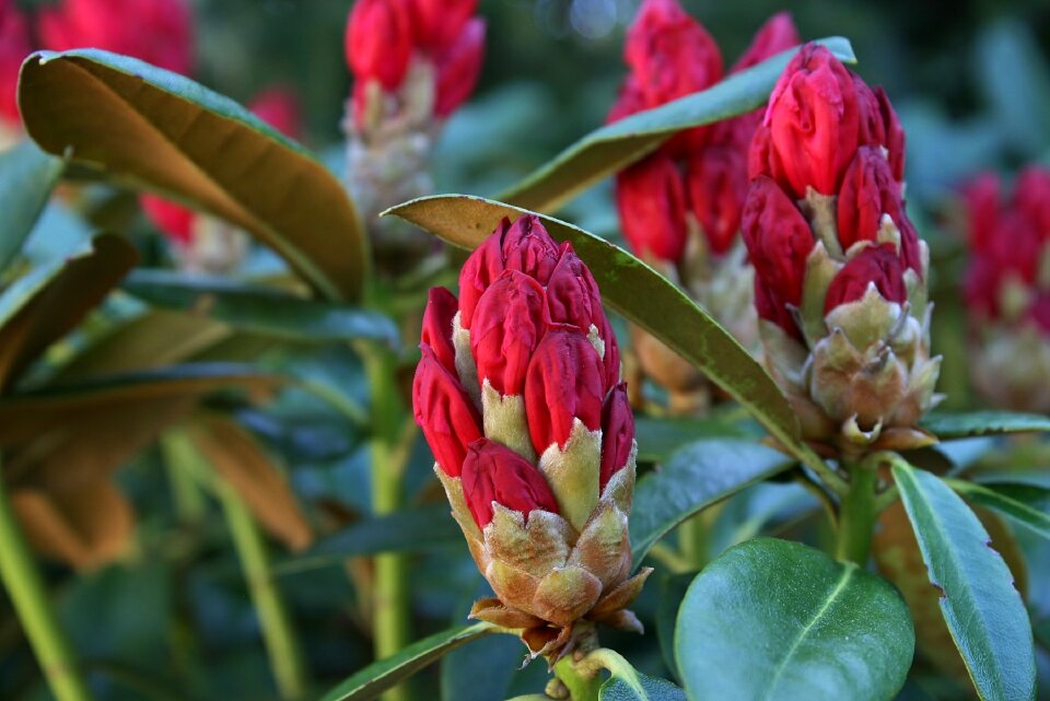 Bloom garden bush
