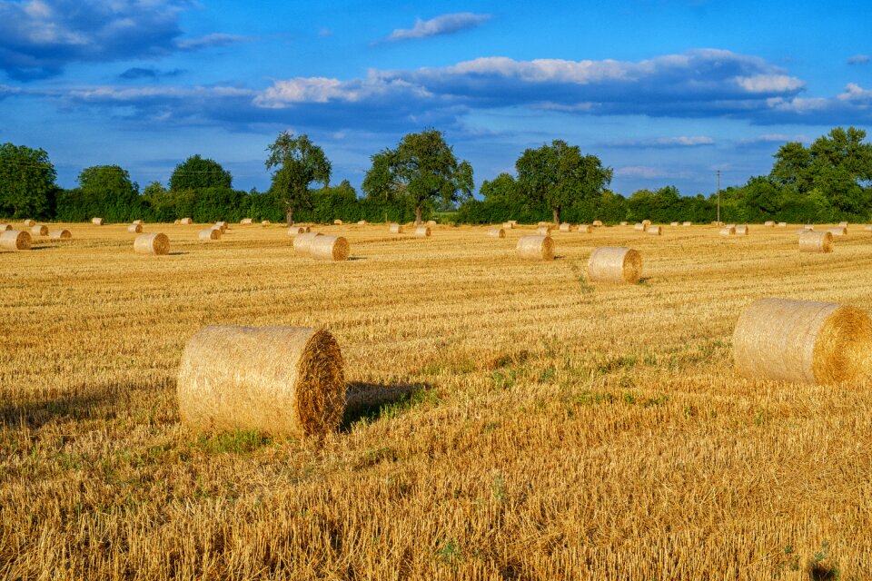 Stubble field agriculture