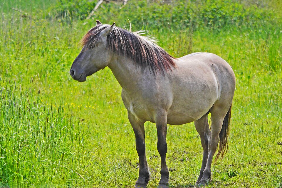 Reproduction horse beige