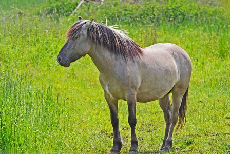 Reproduction horse beige