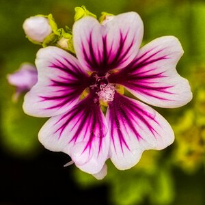 Bloom hollyhock purple photo