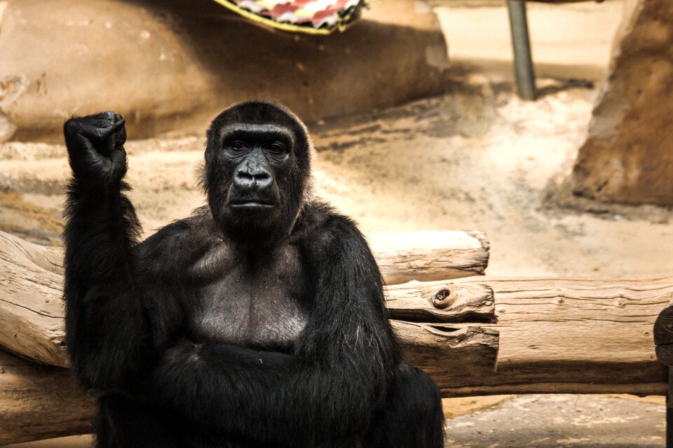 Animal world gorilla monkey portrait