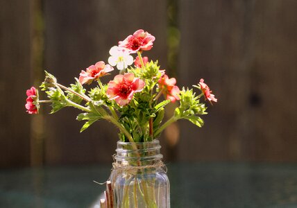 The delicacy spring nature