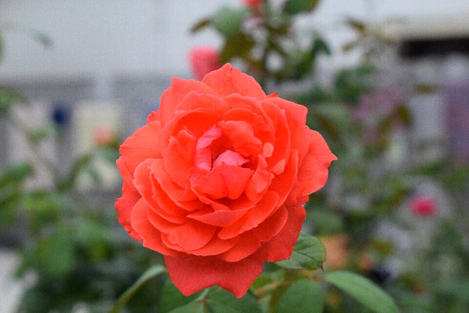 Bloom blossom nature
