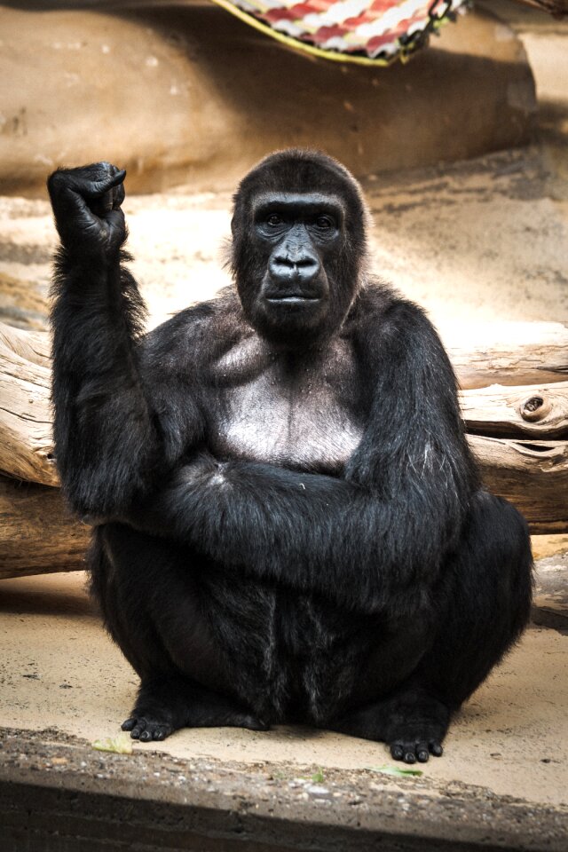 Animal world gorilla monkey portrait