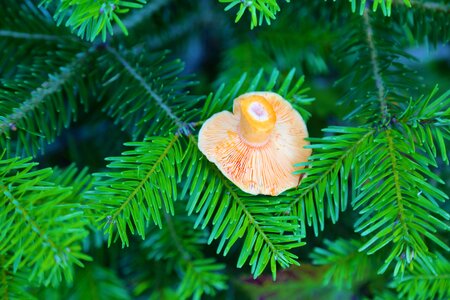 Fir forest trees
