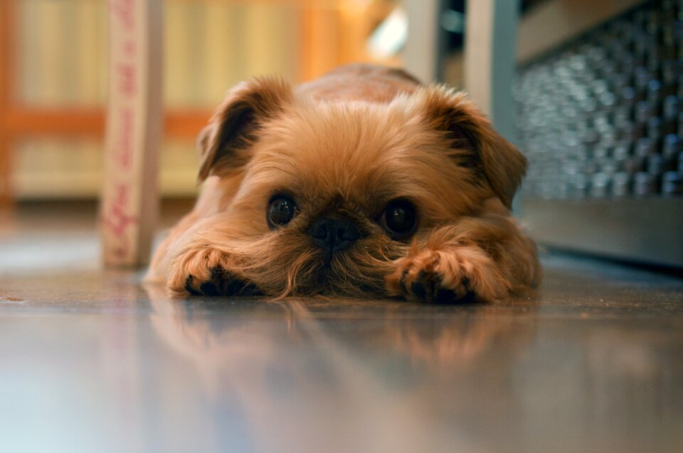 Pet domestic animal