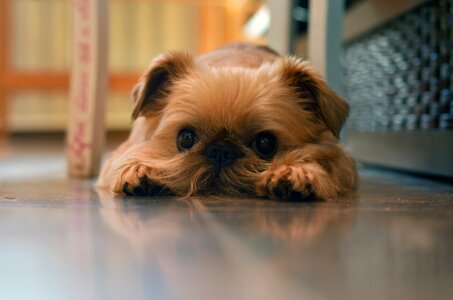 Pet domestic animal