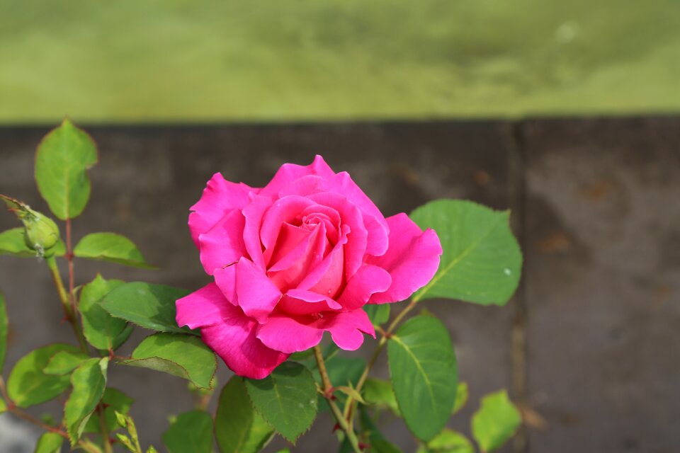 Flower plant nature