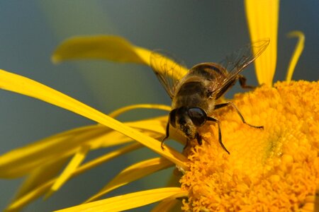 Honey close up flower photo