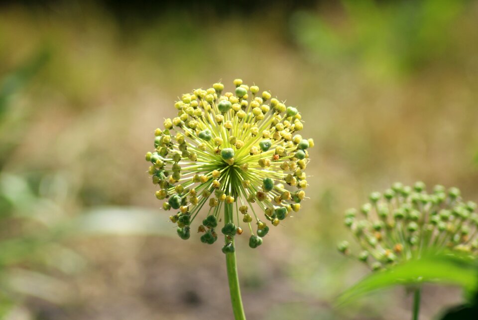 Nature vegetables blooms