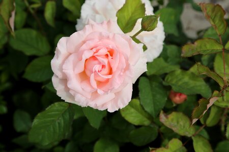 Nature plant the rose garden photo