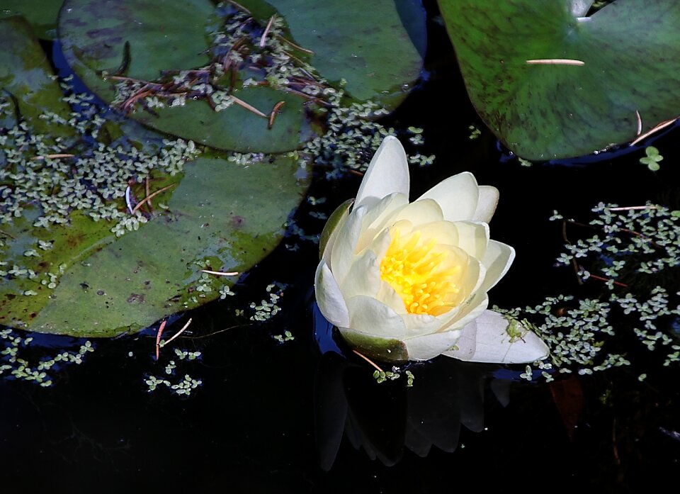 Flower flora flowering