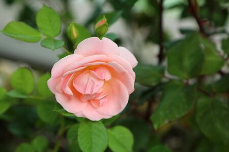 The rose garden rosewood garcia photo
