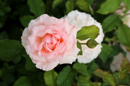 Rosewood roses plant